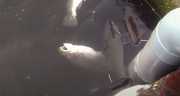 El Observatorio de Bienestar Animal pide aturdir a los animales antes de sacrificarlos en una piscifactoría de Guadalajara