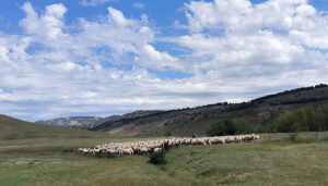 Finaliza la tercera jornada de formación Trashumancias 2.4 celebrada en Huélamo