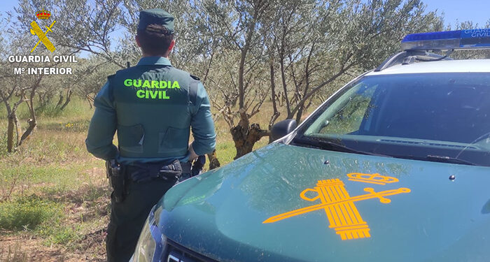 La Guardia Civil de Cuenca detiene a una persona e imputa a otra por sustraer 2.000 kilogramos de aceitunas en Campos de Paraíso 1 Guardia Civil