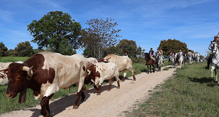 La I Romería con bueyada de Yebes “un éxito en organización, convivencia y buen ambiente”