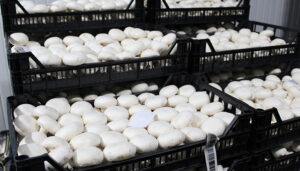 La Sectorial del Champiñón de Cooperativas Agroalimentarias de Castilla-La Mancha califica de desafortunadas e imprudentes las declaraciones de Pablo Motos