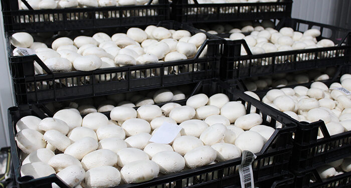 La Sectorial del Champiñón de Cooperativas Agroalimentarias de Castilla-La Mancha califica de desafortunadas e imprudentes las declaraciones de Pablo Motos 1 La Sectorial del Champiñón de Cooperativas Agroalimentarias de Castilla-La Mancha califica de desafortunadas e imprudentes las declaraciones de Pablo Motos