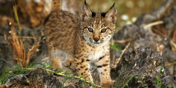 La población de lince ibérico superó los 2.000 ejemplares en 2023 y se aleja progresivamente del riesgo de extinción