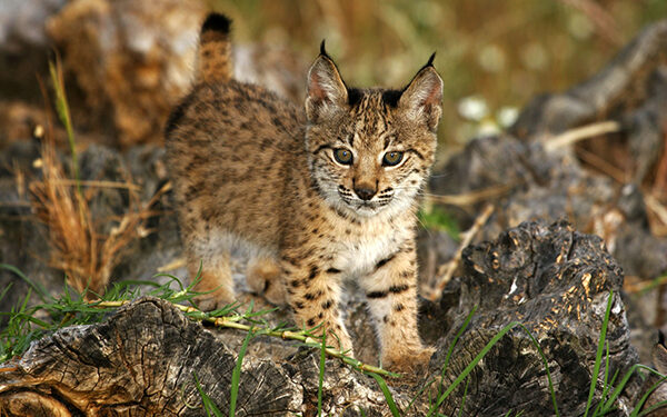 La población de lince ibérico superó los 2.000 ejemplares en 2023 y se aleja progresivamente del riesgo de extinción 1 La población de lince ibérico superó los 2.000 ejemplares en 2023 y se aleja progresivamente del riesgo de extinción