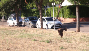 El Ayuntamiento de Cabanillas amplía el servicio de control de la población de palomas, contratando nuevos vuelos de rapaces