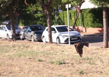 El Ayuntamiento de Cabanillas amplía el servicio de control de la población de palomas, contratando nuevos vuelos de rapaces