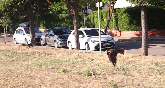 El Ayuntamiento de Cabanillas amplía el servicio de control de la población de palomas, contratando nuevos vuelos de rapaces 1 El Ayuntamiento de Cabanillas amplía el servicio de control de la población de palomas, contratando nuevos vuelos de rapaces