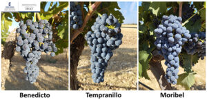 El IVICAM identifica variedades de vid alternativas a la Tempranillo para la adaptación al cambio climático