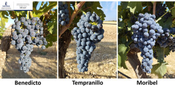 El IVICAM identifica variedades de vid alternativas a la Tempranillo para la adaptación al cambio climático