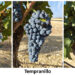 El IVICAM identifica variedades de vid alternativas a la Tempranillo para la adaptación al cambio climático 3 El IVICAM identifica variedades de vid alternativas a la Tempranillo para la adaptación al cambio climático