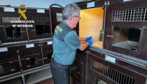 La Guardia Civil de Cuenca rescata de sus propias instalaciones tres crías de Autillo Europeo