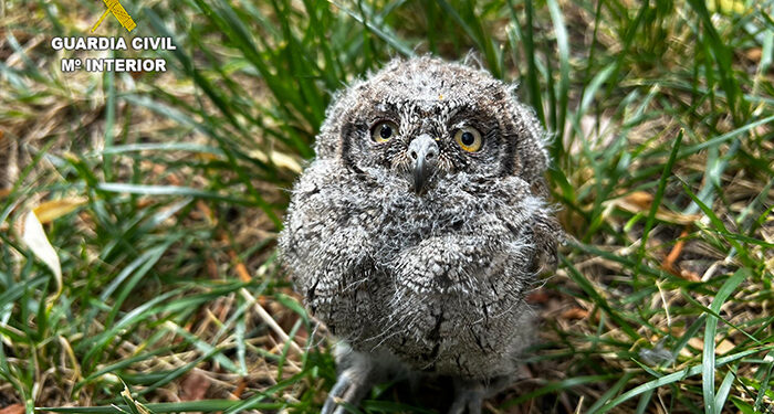 La Guardia Civil de Cuenca rescata de sus propias instalaciones tres crías de Autillo Europeo