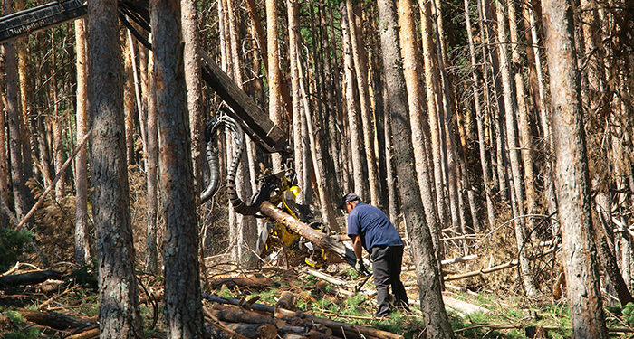 La Junta desarrolla actuaciones selvícolas en el Hayedo de Tejera Negra para naturalizar la masa forestal 1 La Junta desarrolla actuaciones selvícolas en el Hayedo de Tejera Negra para naturalizar la masa forestal