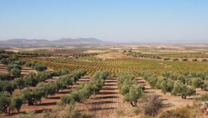 La Junta trabaja para tomar medidas que palíen los daños ocasionados por la sequía en el sureste de la región