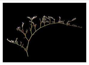 Localizada en la Laguna de El Hito una especie de limonium que se creía extinguida