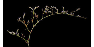 Localizada en la Laguna de El Hito una especie de limonium que se creía extinguida