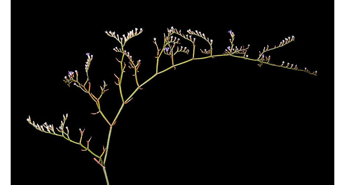 Localizada en la Laguna de El Hito una especie de limonium que se creía extinguida