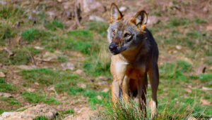 Un estudio del IREC identifica la cadaverina como el mejor atrayente efectivo para detectar al lobo ibérico