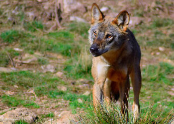 Incremento de crédito para medidas preventivas contra ataques de lobo