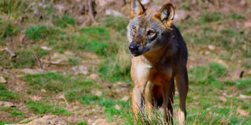 Un estudio del IREC identifica la cadaverina como el mejor atrayente efectivo para detectar al lobo ibérico