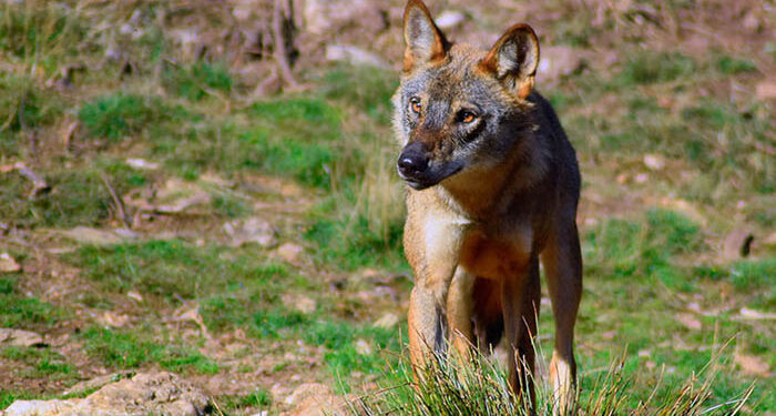 Un estudio del IREC identifica la cadaverina como el mejor atrayente efectivo para detectar al lobo ibérico 1 Un estudio del IREC identifica la cadaverina como el mejor atrayente efectivo para detectar al lobo ibérico