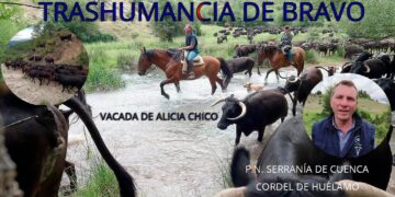 Trashumancia de bravo. La vacada de Alicia Chico por el Cordel de Huélamo en el P.N. de la Serranía de Cuenca