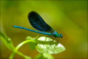 4884360835 0e7e991a85 b