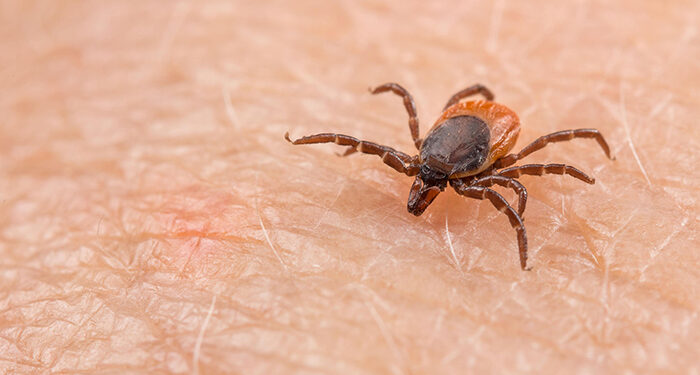 Castilla-La Mancha confirma el primer caso de fiebre hemorrágica de Crimea-Congo en la región