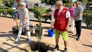 Cruz Roja planta el Árbol de la Humanidad en Tarancón como símbolo de sus 160 años de compromiso humanitario