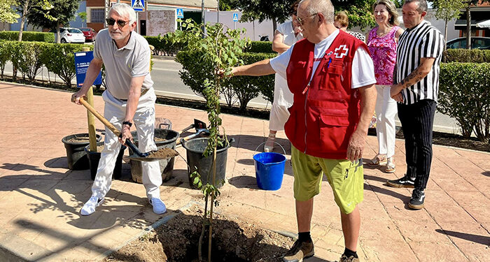 Cruz Roja planta el Árbol de la Humanidad en Tarancón como símbolo de sus 160 años de compromiso humanitario