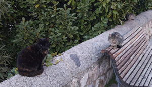 Cuenca en Marcha pide que el Ayuntamiento solicite las ayudas para el control ético de colonias felinas