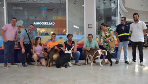 El albergue provincial de animales de Cuenca realiza 71 adopciones y siete acogidas temporales durante la primera mitad del año