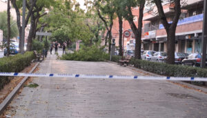 El fuerte viento deja 26 incidencias en Guadalajara capital, principalmente por caída de árboles y ramas