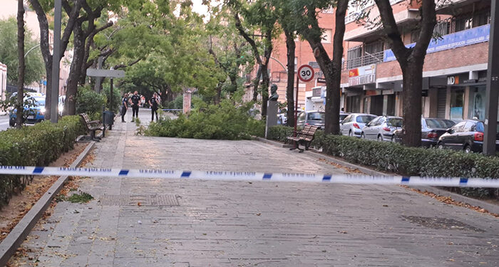 El fuerte viento deja 26 incidencias en Guadalajara capital, principalmente por caída de árboles y ramas