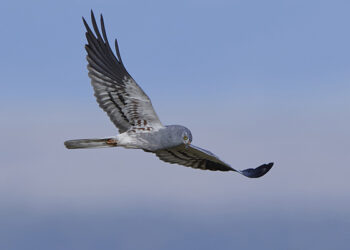 Iberdrola colabora con la Fundación Sembria en la protección del aguilucho cenizo en Cuenca