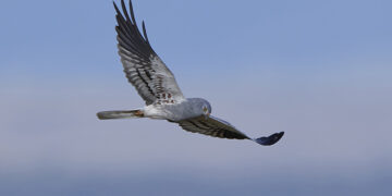 Iberdrola colabora con la Fundación Sembria en la protección del aguilucho cenizo en Cuenca