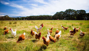 La Junta destina 7,5 millones para adaptar los sistemas de puesta de huevos en jaulas a ecológico, camperas o en suelo