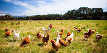 La Junta destina 7,5 millones para adaptar los sistemas de puesta de huevos en jaulas a ecológico, camperas o en suelo