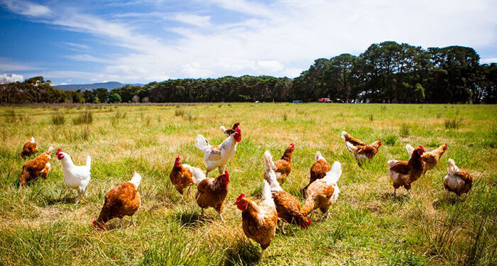 La Junta destina 7,5 millones para adaptar los sistemas de puesta de huevos en jaulas a ecológico, camperas o en suelo