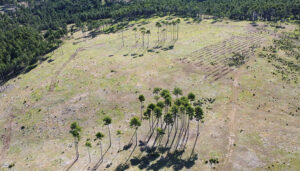 La Junta invertirá 442.000 euros en la recuperación de 107 hectáreas de monte de Cuenca afectadas por los incendios forestales en 2009