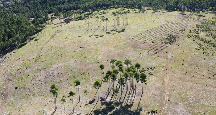 La Junta invertirá 442.000 euros en la recuperación de 107 hectáreas de monte de Cuenca afectadas por los incendios forestales en 2009 1 La Junta invertirá 442.000 euros en la recuperación de 107 hectáreas de monte de Cuenca afectadas por los incendios forestales en 2009