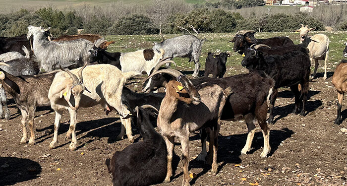 La Junta publica la orden de bases reguladoras para la concesión de ayudas a las Agrupaciones de Defensa Sanitaria Ganaderas 1 La Junta publica la orden de bases reguladoras para la concesión de ayudas a las Agrupaciones de Defensa Sanitaria Ganaderas