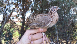 La Junta solicita la colaboración de los cazadores y cazadoras de Castilla-La Mancha para recuperar las codornices anilladas