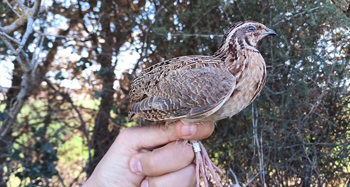 La Junta solicita la colaboración de los cazadores y cazadoras de Castilla-La Mancha para recuperar las codornices anilladas