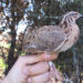 La Junta solicita la colaboración de los cazadores y cazadoras de Castilla-La Mancha para recuperar las codornices anilladas 3 La Junta solicita la colaboración de los cazadores y cazadoras de Castilla-La Mancha para recuperar las codornices anilladas