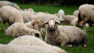 La UCLM elaborará una memoria de investigación que analizará la situación actual de la ganadería extensiva en la región