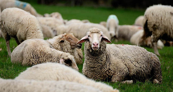 La UCLM elaborará una memoria de investigación que analizará la situación actual de la ganadería extensiva en la región