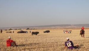 Miles de personas se dan cita en el encierro taurino por el campo en las fiestas de Cabanillas