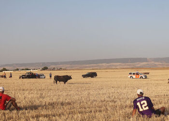 Miles de personas se dan cita en el encierro taurino por el campo en las fiestas de Cabanillas