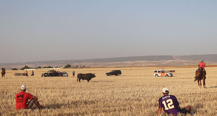 Miles de personas se dan cita en el encierro taurino por el campo en las fiestas de Cabanillas 1 Miles de personas se dan cita en el encierro taurino por el campo en las fiestas de Cabanillas